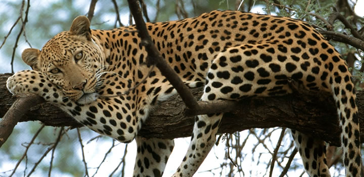 Kenya and Tanzania Safari