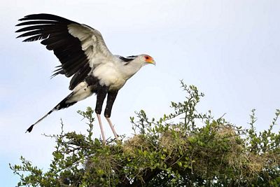 5 Days Safari Ol Pejeta