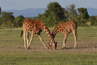 6 Days Masai Mara Safari