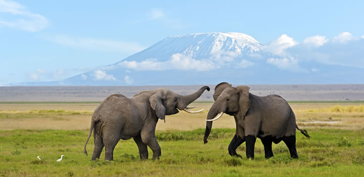 Amboseli Kenya Safari