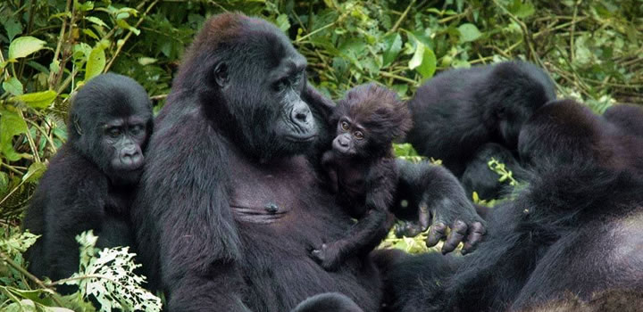 4 Days Rwanda Gorilla Trekking Safari