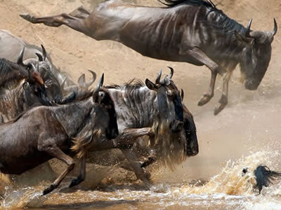 4 Days Masai Mara Migration Safari