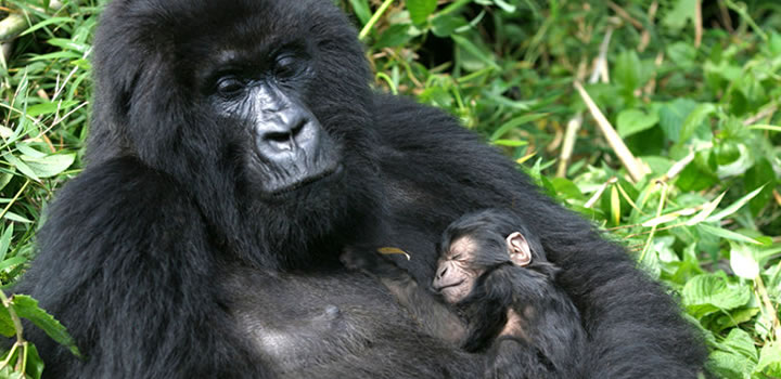 3 Days Uganda Gorilla Safari 